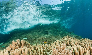 How Coral Reefs Protect Our Coastlines